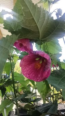 Abutilon Pink