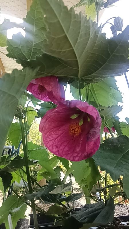 Abutilon Pink