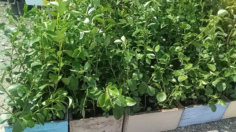 Griselinia Littoralis 1.2L Pot