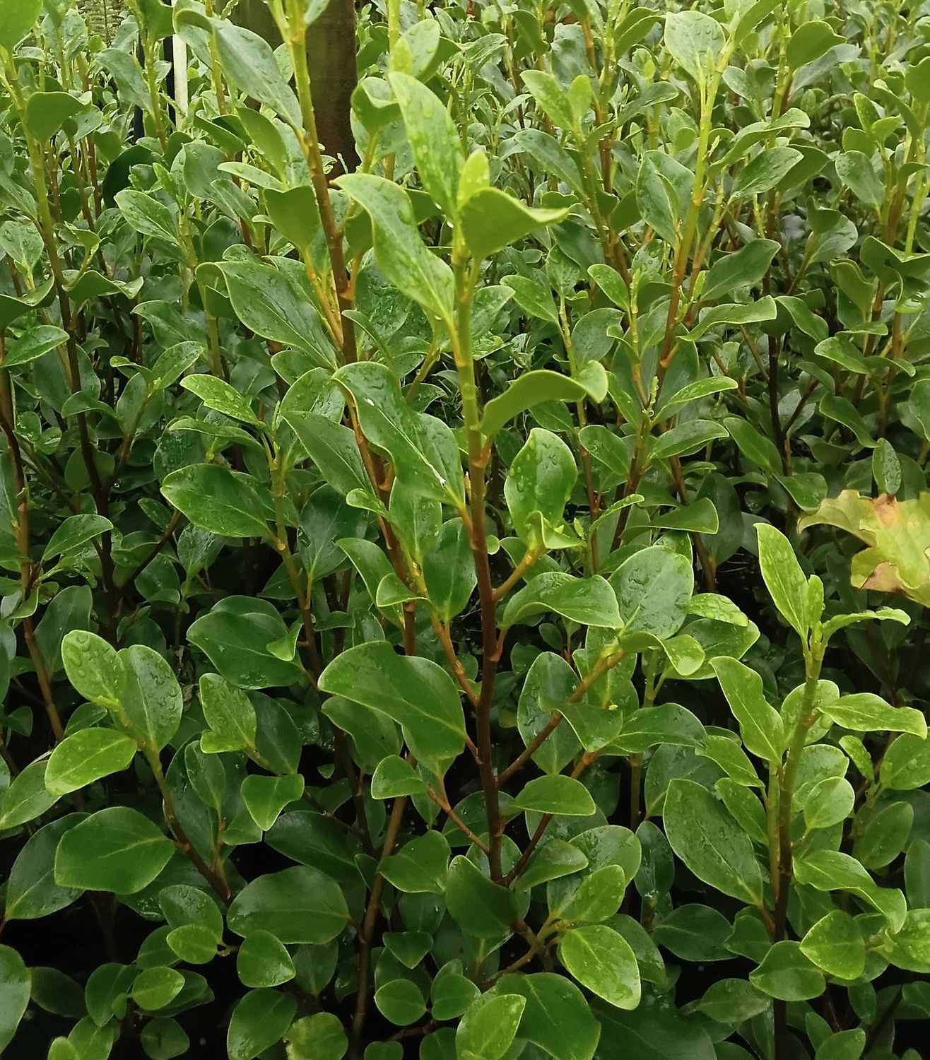 Griselinia Canterbury