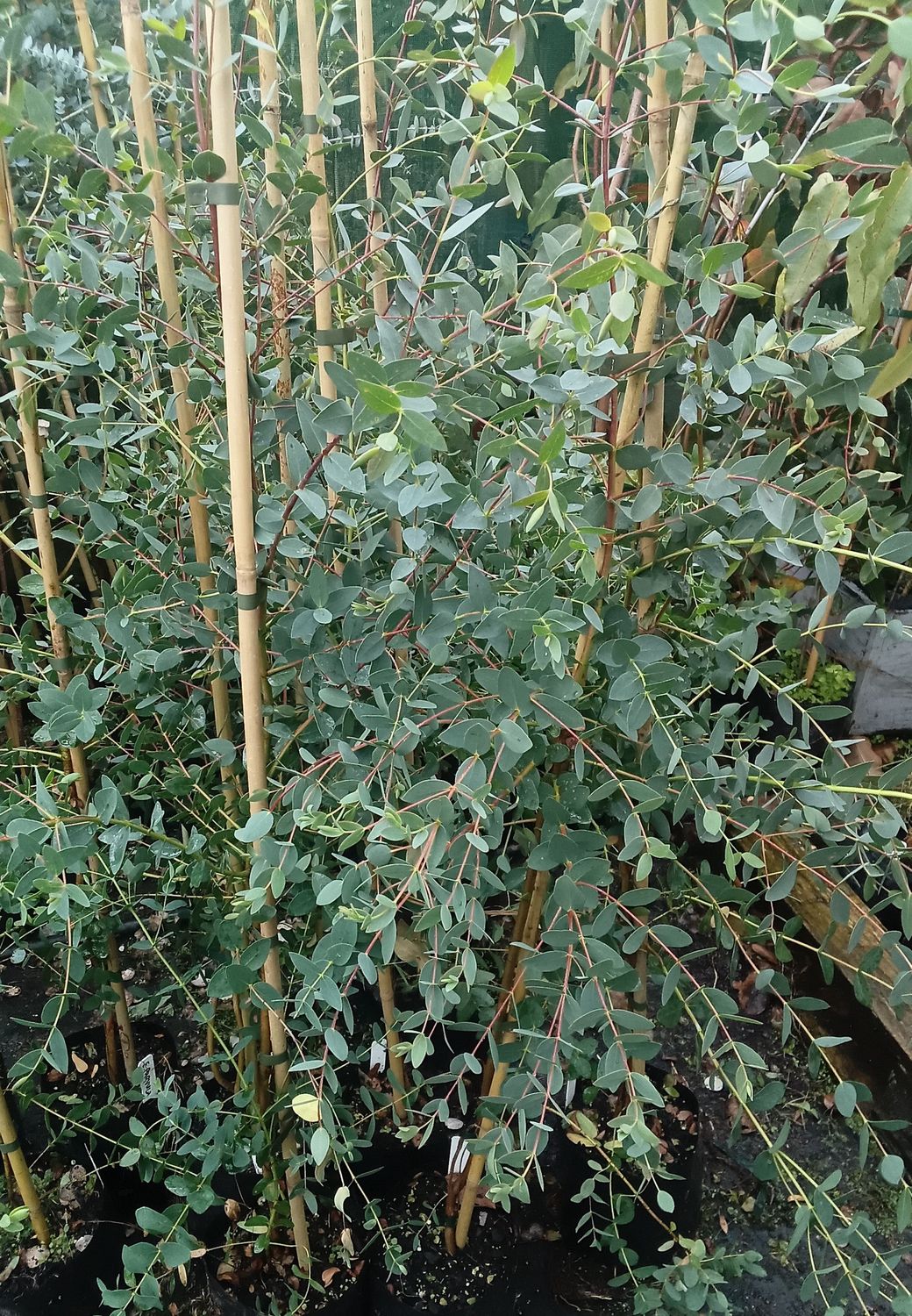 Eucalyptus parvula
