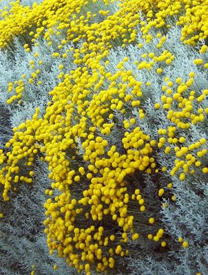 Santolina chamaecyparissusis (Cotton Lavender)