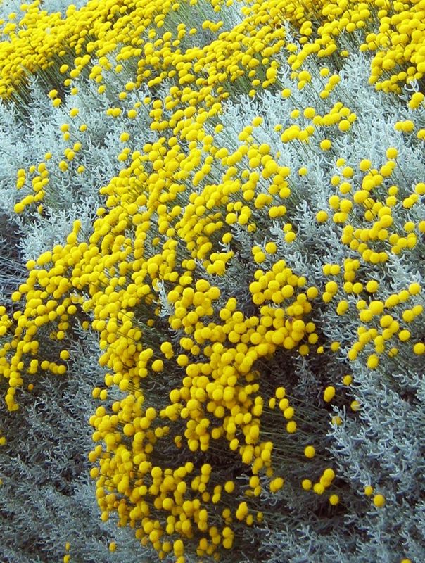 Santolina chamaecyparissusis (Cotton Lavender)