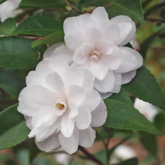 Camellia Sasanqua &quot; Cinnamon Cindy&quot;