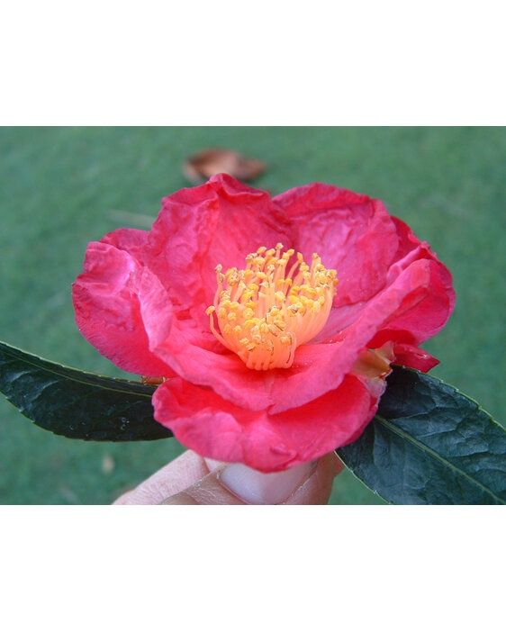 Camellia Sasanqua "Crimson Tide"