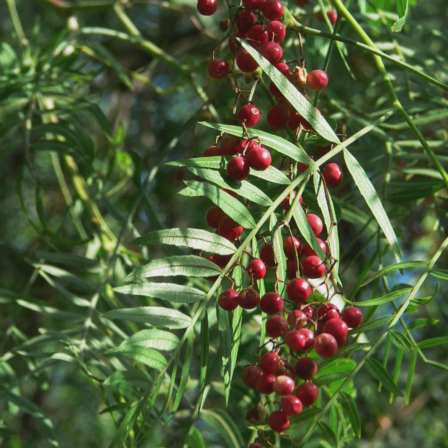 Schinus Molle &quot;Peruvian Pepper Tree&quot;