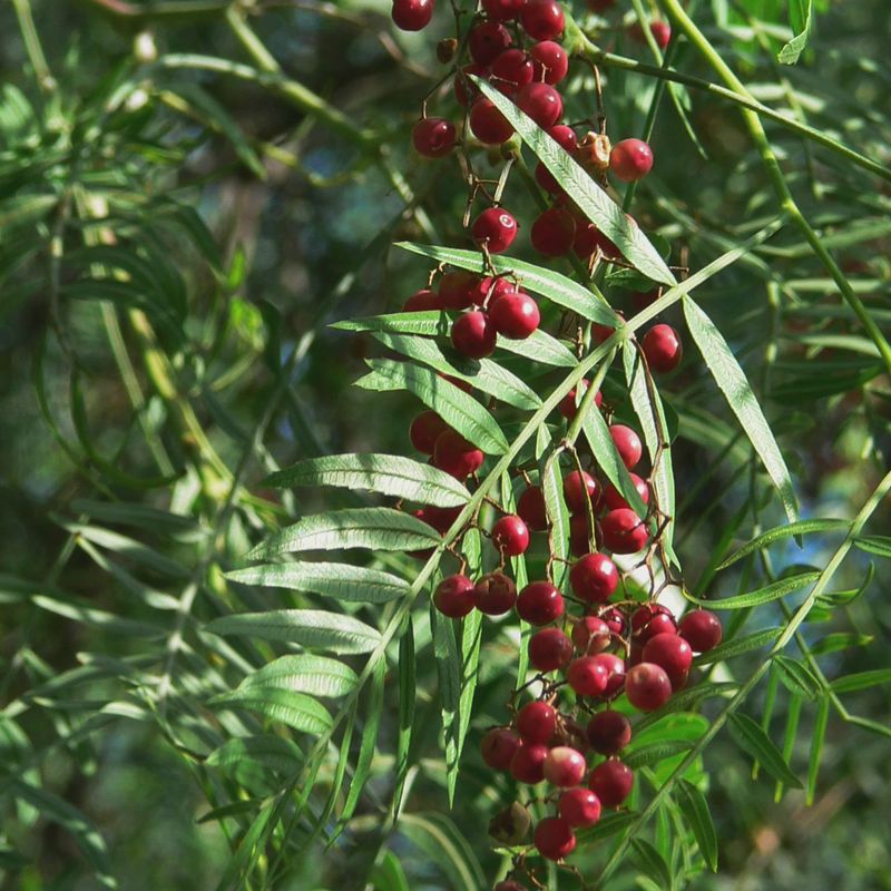 Schinus Molle &quot;Peruvian Pepper Tree&quot;
