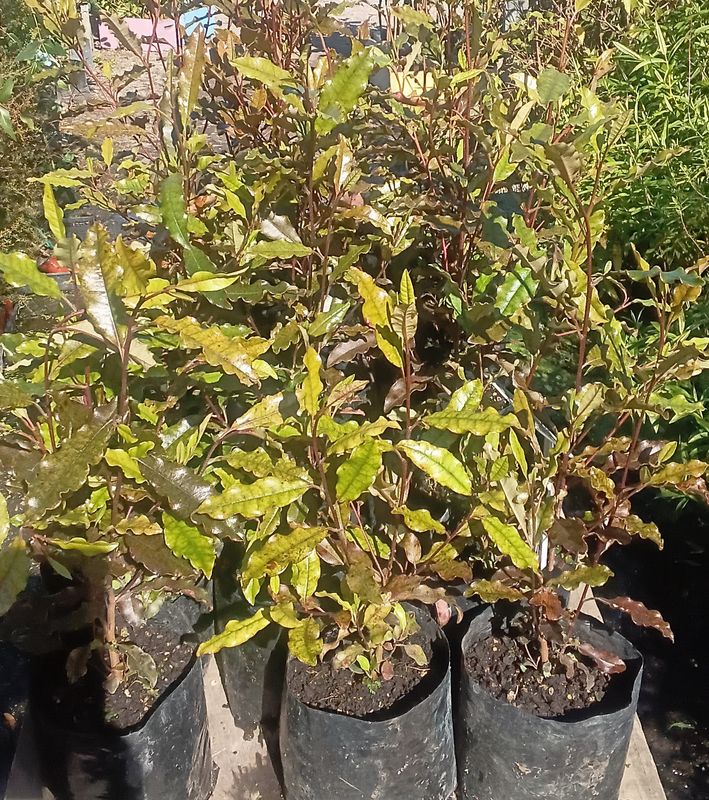 Quintinia  acutifolia