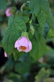 Abutilon (Chinese Lantern) &quot;Rosus&quot;
