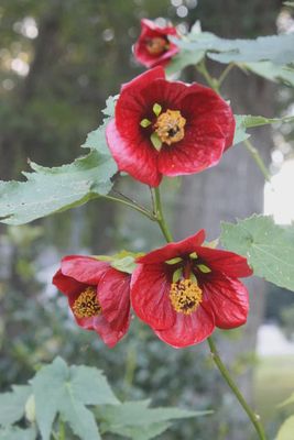 Abutilon (Chinese Lantern) &quot;Voodoo&quot;