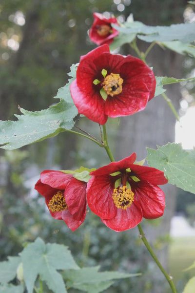Abutilon (Chinese Lantern) &quot;Voodoo&quot;
