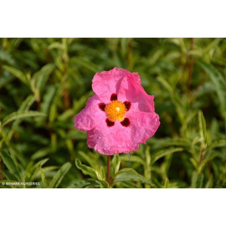 Cistus Brilliancy (Rock Rose)