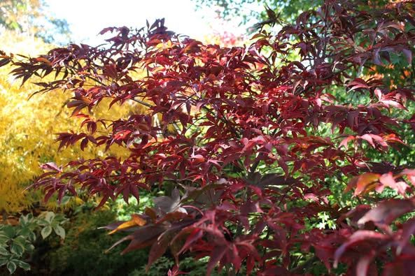 Maple Japanese Amoenum (Acer palmatum ssp amoenum)