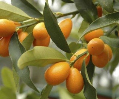 Citrus Kumquat Meiwa