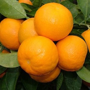 Citrus DWARF Mandarin Encore