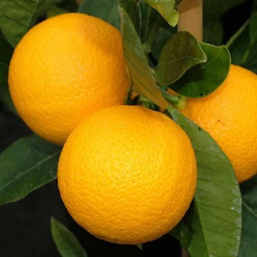 Citrus DWARF Orange Harwood Late