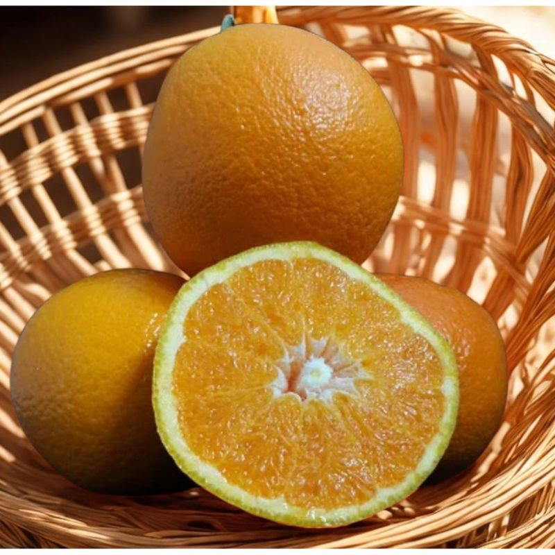Citrus DWARF Orange Powell Navel