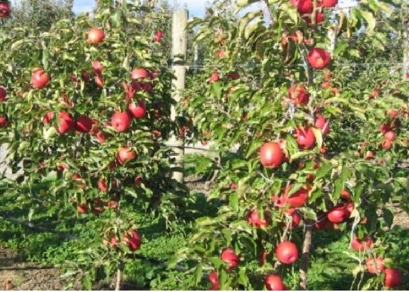 Apple Lady in Red (Pink Lady®) - DWARF - BARE ROOTED