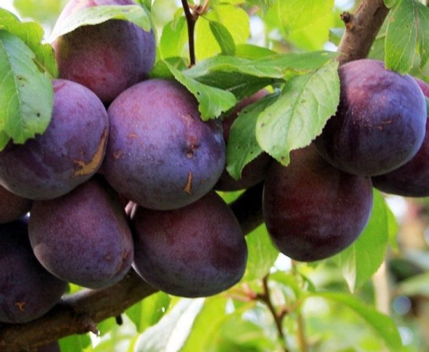 Plum Black Doris - Twin Stem - BARE ROOTED