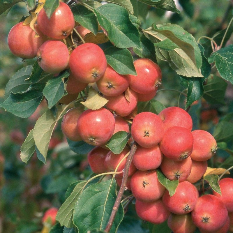 Malus Jelly King - BARE ROOTED