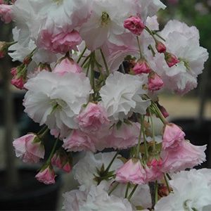 Prunus &#39;Shimidsu Sakura&#39; - BARE ROOTED