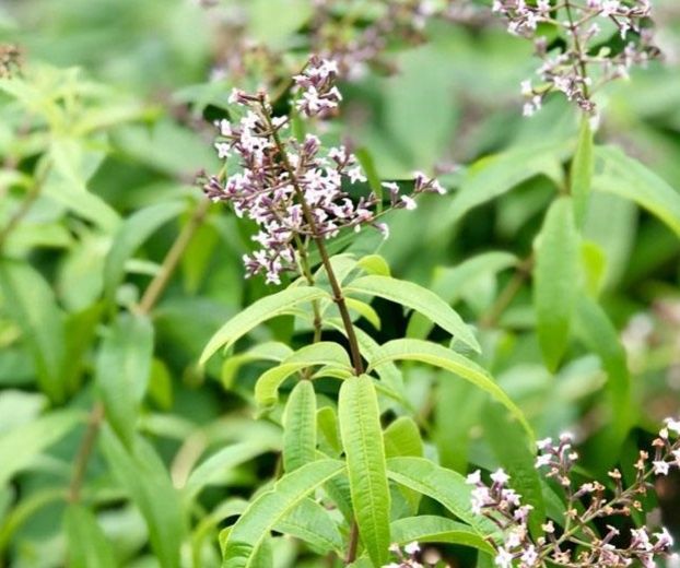 Lemon Verbena (Aloysia Citiodora)