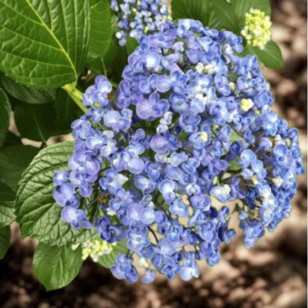Hydrangea &quot;Popcorn Blue&quot;