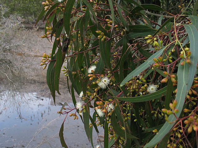 Eucalyptus bosistoana (coast grey box)