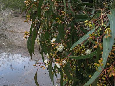 Eucalyptus bosistoana (coast grey box)