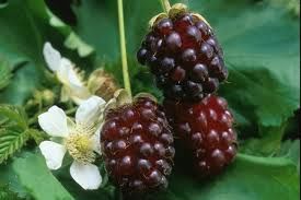 Boysenberry Tasman