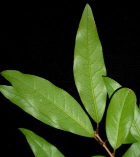 Black Maire  (Notelaea cunninghamii) Black Maire  (Notelaea cunninghamii)