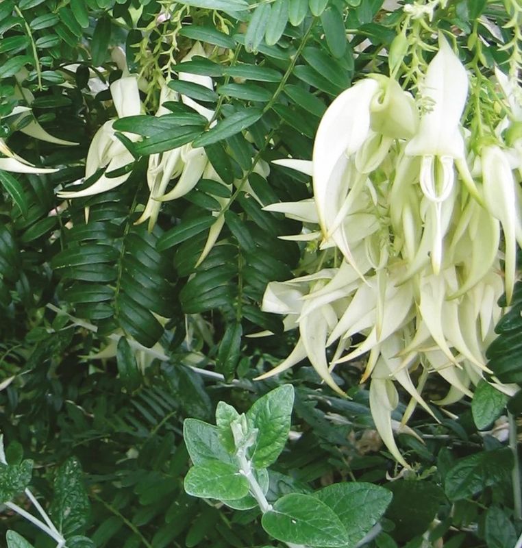 Kakabeak White