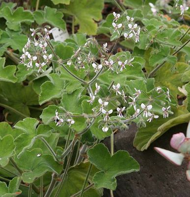 Geranium,  Peppermint (Pelargonium tomentosum)
