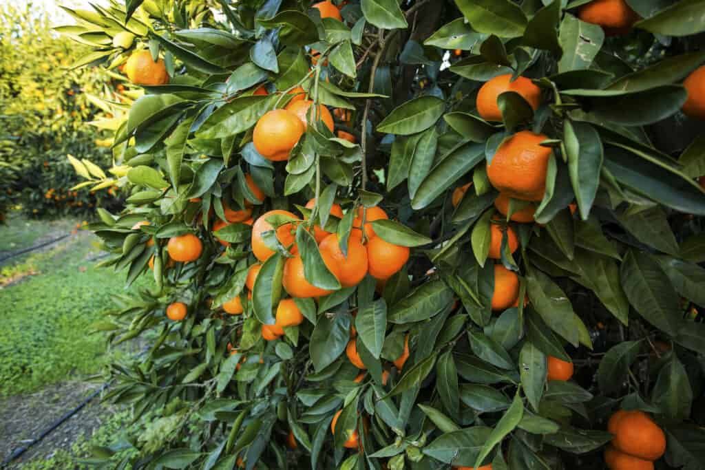 Citrus Tangor Dweet