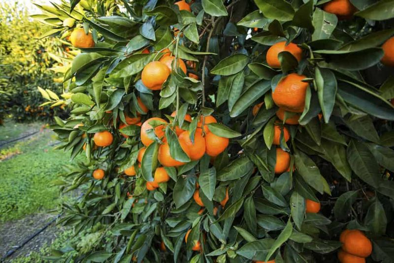 Citrus Tangor Dweet