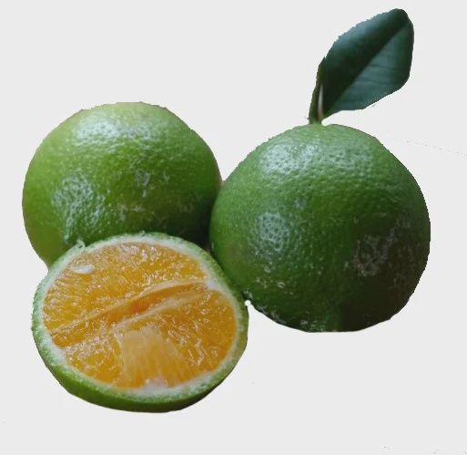Citrus Rangpur Lime