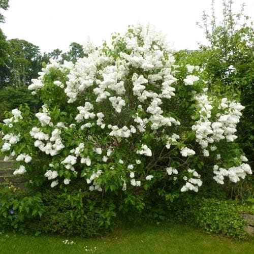Syringa Madame Lemoine