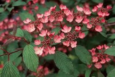 Viburnum plicatum &#39;Pink Beauty&#39;