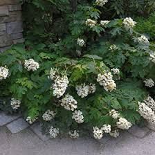 HYDRANGEA quercifolia &#39;Pee Wee&#39;
