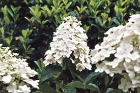 Hydrangea paniculata 'Kyushu'