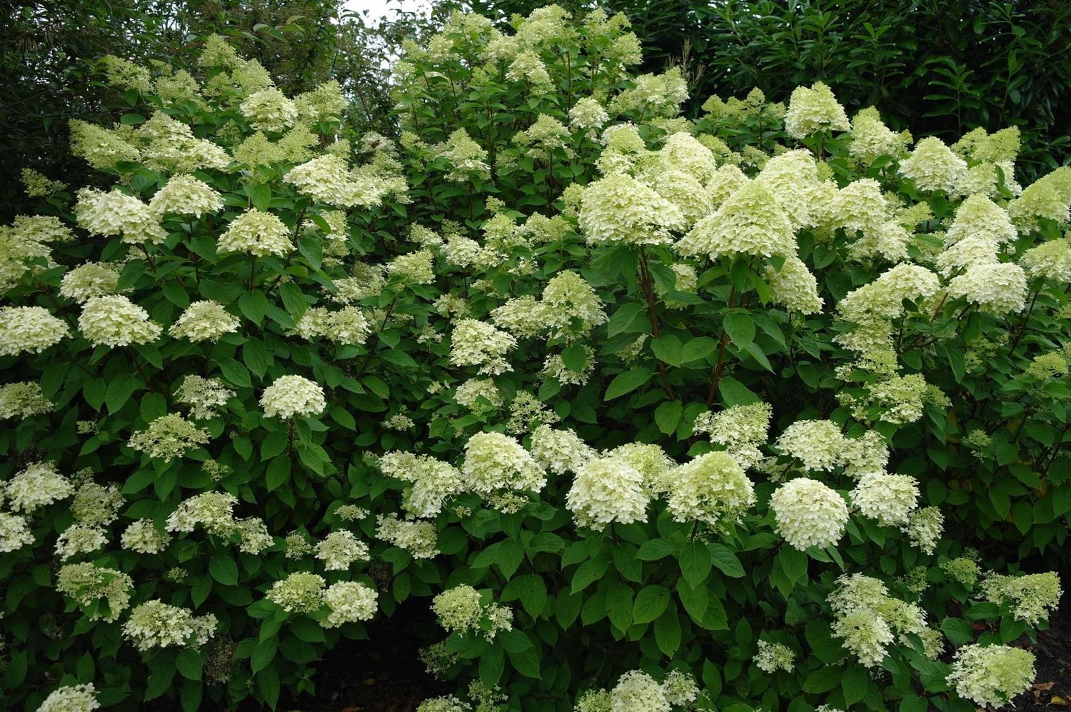 HYDRANGEA paniculata &#39;Limelight&#39;