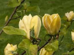 Magnolia  &#39;Hot Flash&#39;