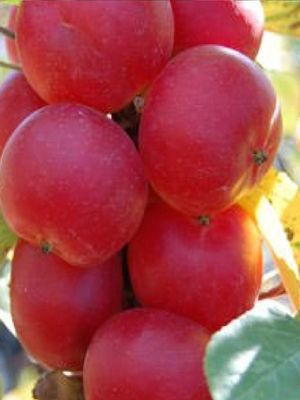 Malus 'Wrights Scarlet'