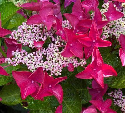 Hydrangea Redstart