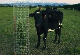 Tree Guard Galvanised Steel Mesh