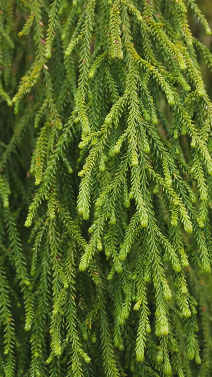 Rimu (Dacrydium cupressinum) Rimu (Dacrydium cupressinum)