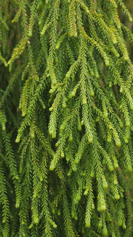 Rimu (Dacrydium cupressinum) Rimu (Dacrydium cupressinum)