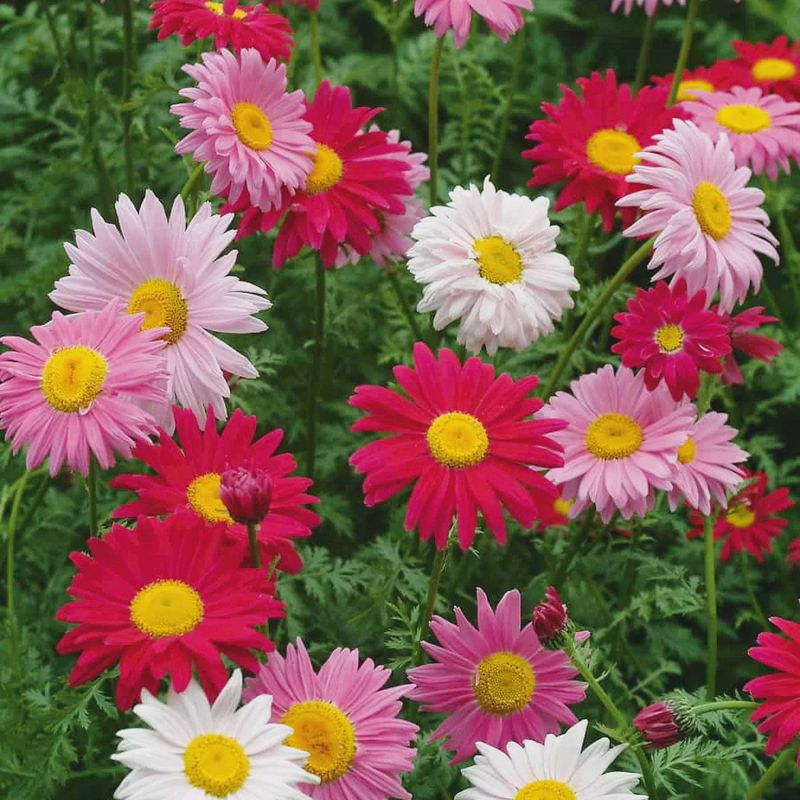 Tanacetum (Painted Daisy) "Robinsons Mix" Tanacetum (Painted Daisy) "Robinsons Mix"