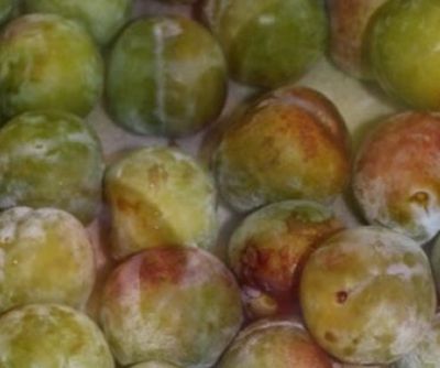 Plum English Greengage