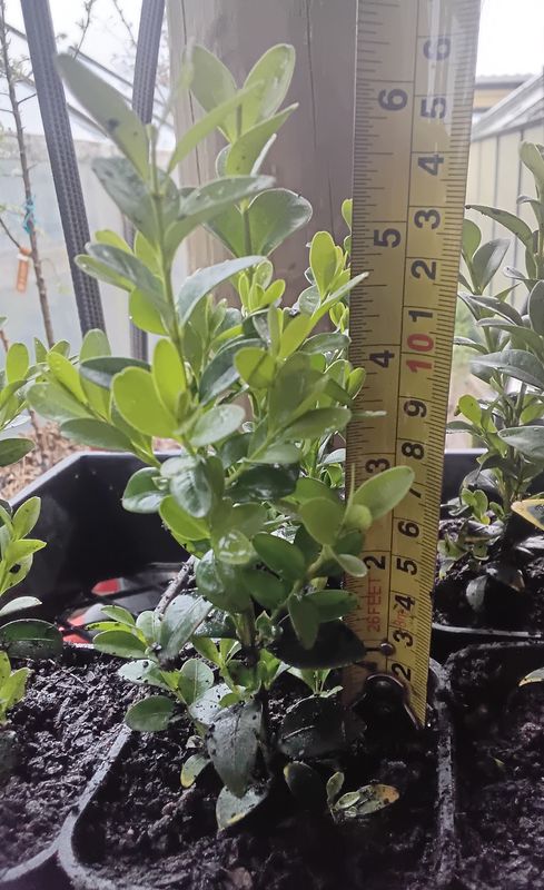 Buxus Buxus